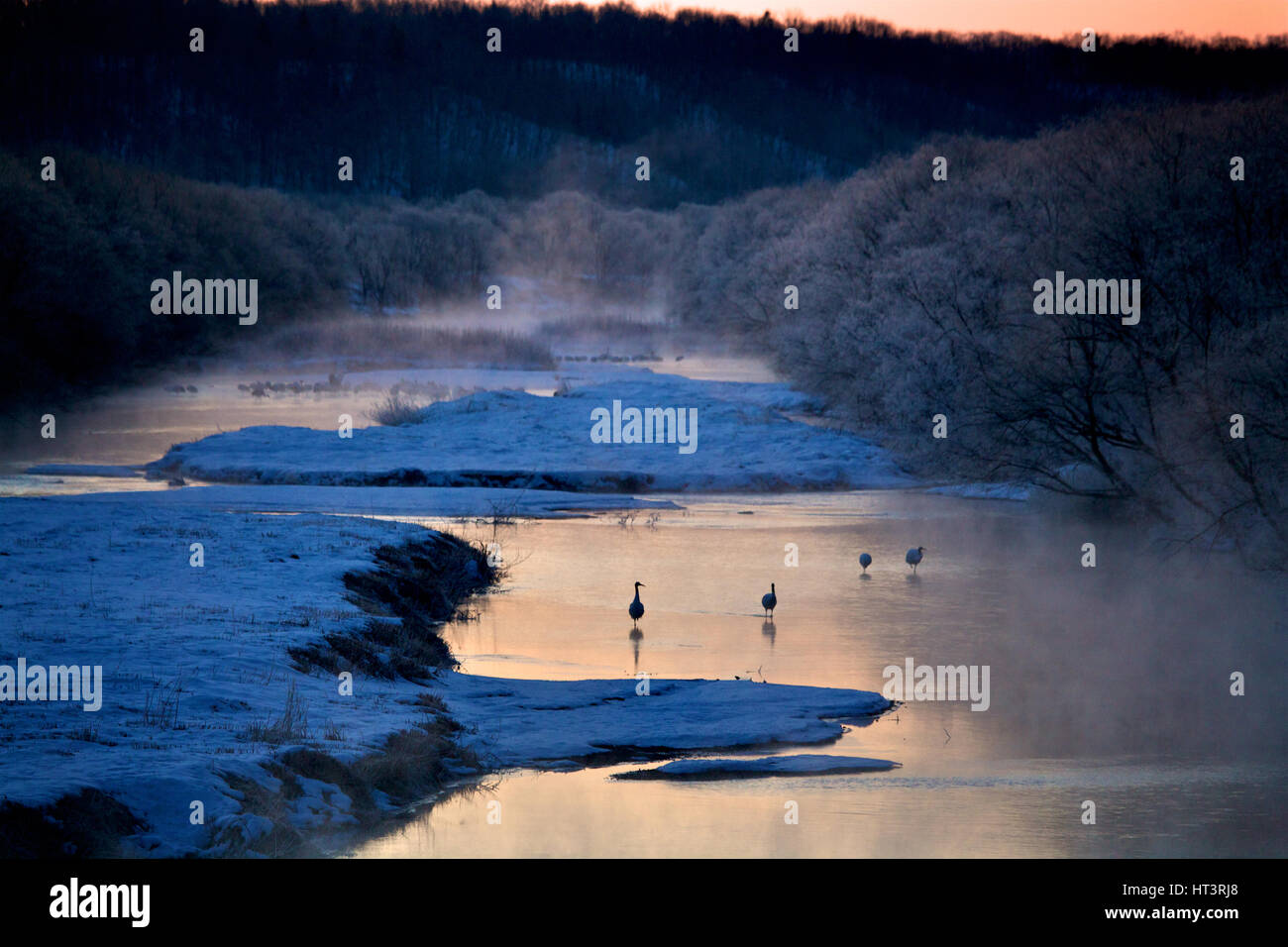 Gru giapponese (Grus japonensis) nel flusso, la mattina presto, Akan Riserva, Hokkaido, Giappone Foto Stock