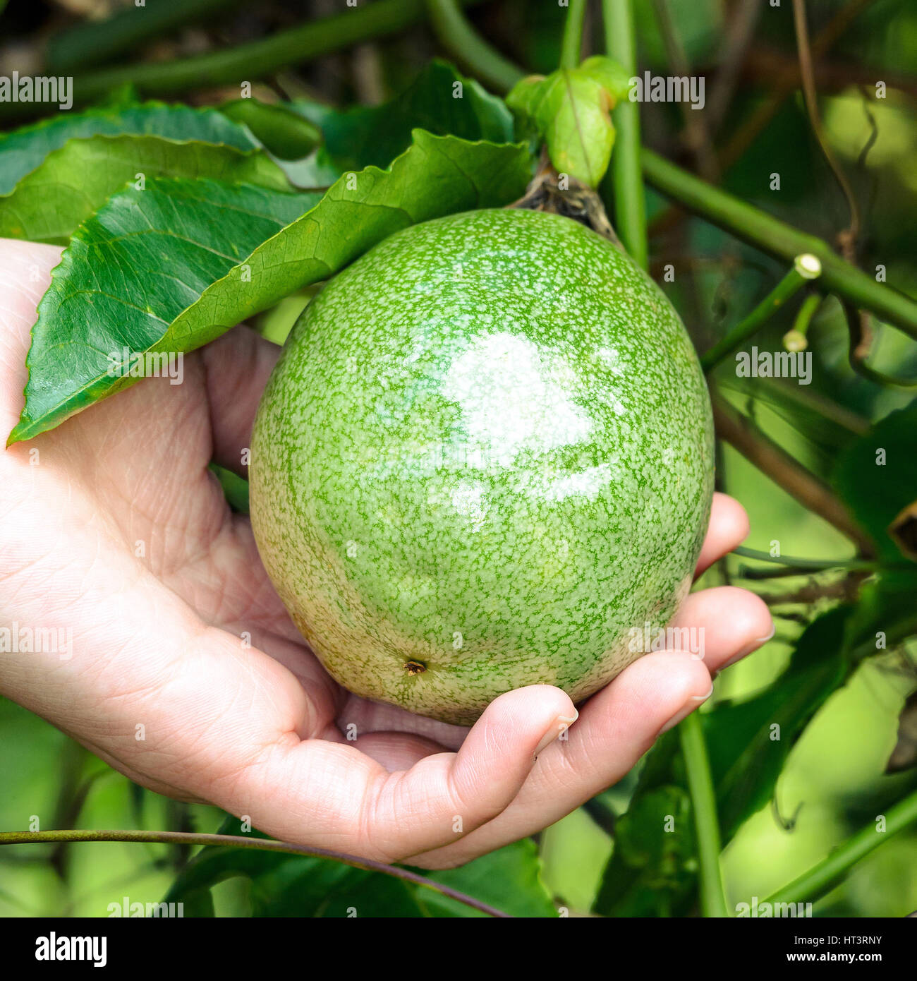 Mano che regge un frutto della passione. Mostra il frutto con le mani. Frutto anche noto come Maracuja o maracuya. Foto Stock