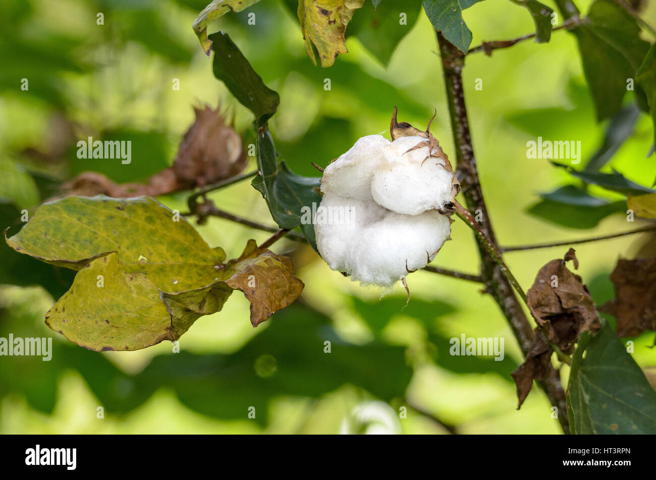 Il cotone fiore: cotone bianco su un ramo di albero. Foto Stock