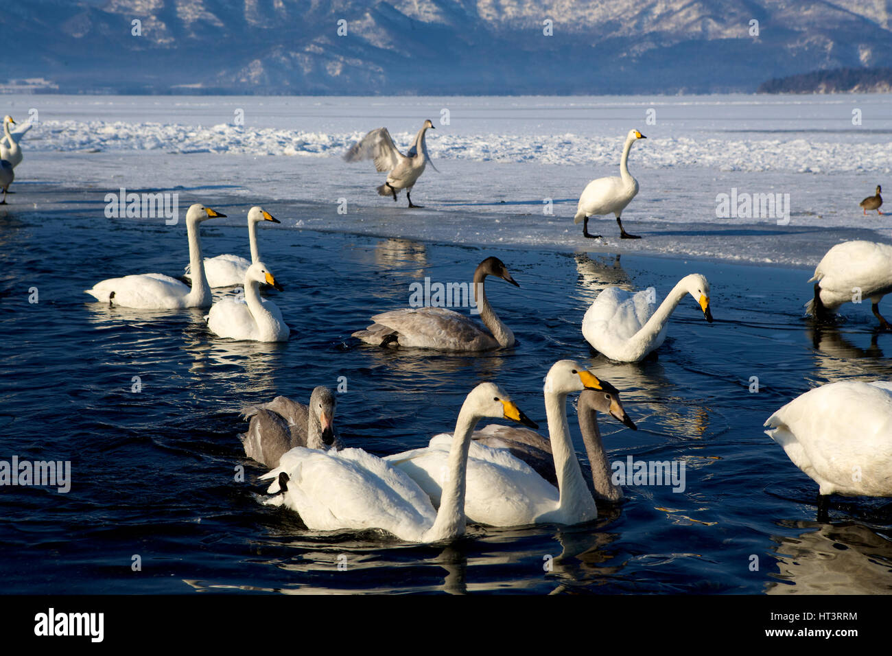 Whooper cigni (Cygnus cygnus) nel lago di Kussharo, Hokkaido, Giappone Foto Stock