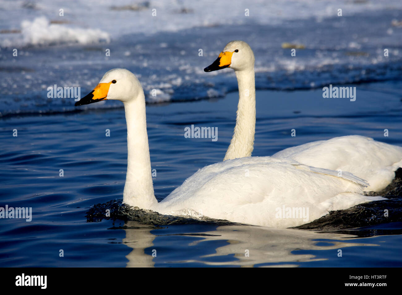 Whooper cigni (Cygnus cygnus) nel lago di Kussharo, Hokkaido, Giappone Foto Stock