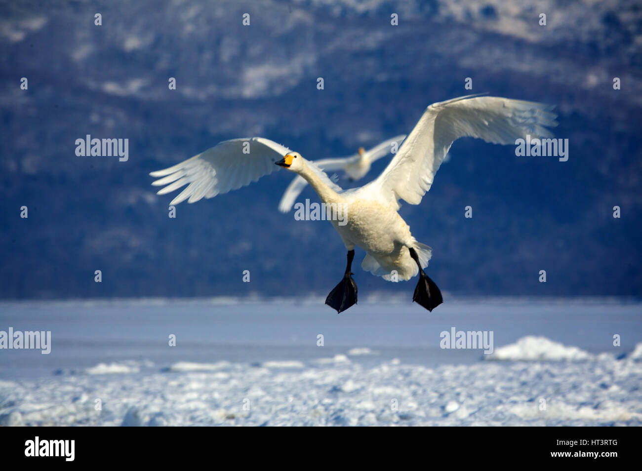Whooper cigni (Cygnus cygnus) nel lago di Kussharo, Hokkaido, Giappone Foto Stock