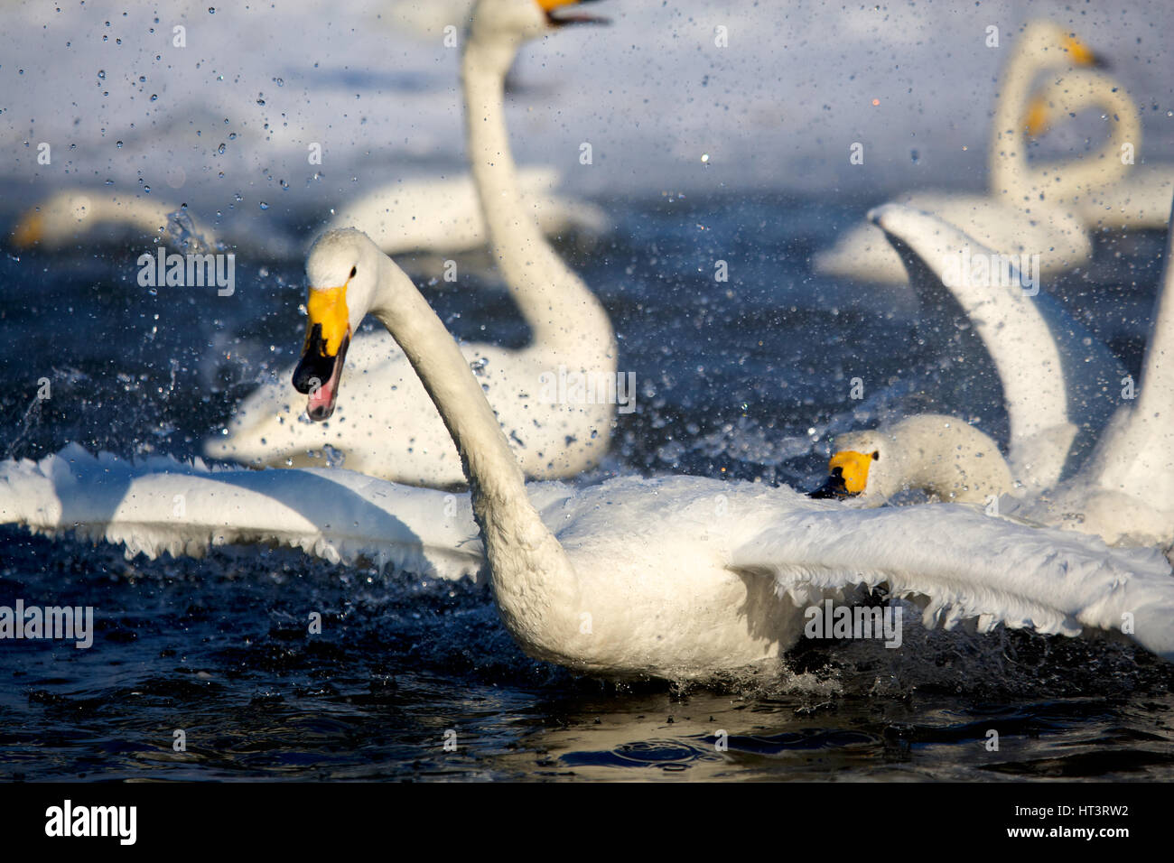 Whooper cigni (Cygnus cygnus) nel lago di Kussharo, Hokkaido, Giappone Foto Stock