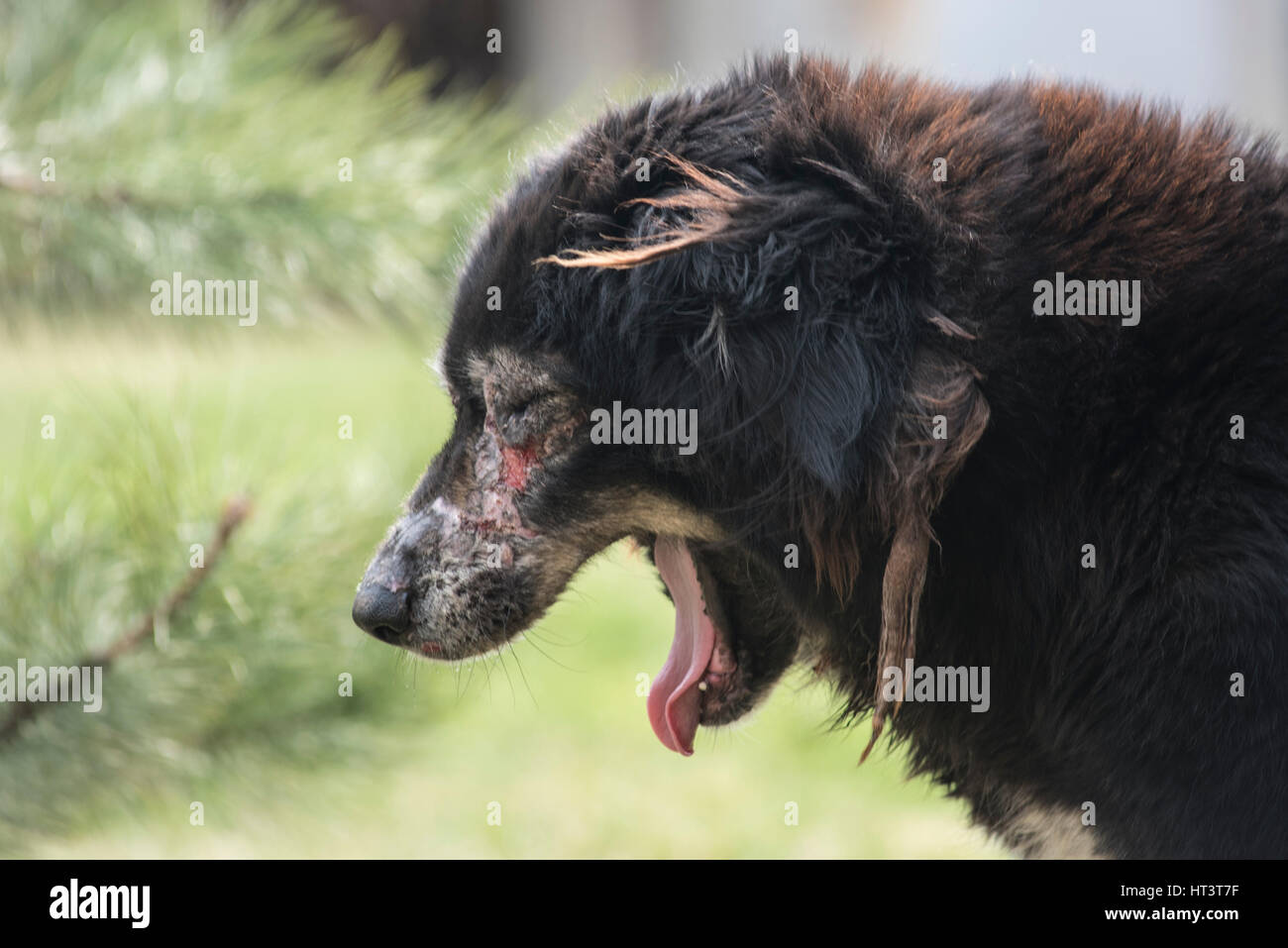 Cane malato con rogna sarcoptica / la scabbia Foto Stock