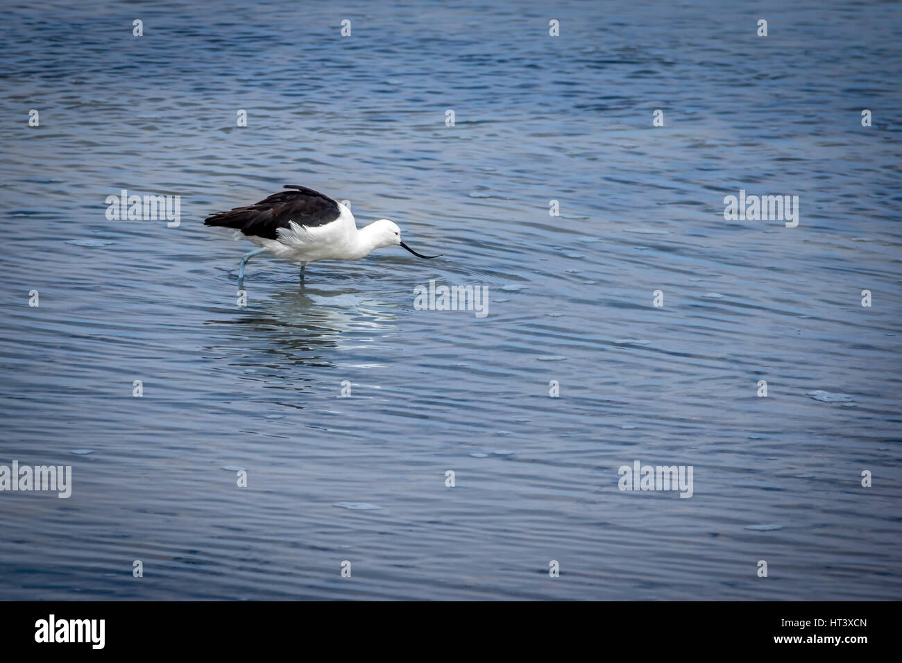 Avocet andina (Recurvirostra andina) - bianco e nero becco curvo gli uccelli acquatici Foto Stock