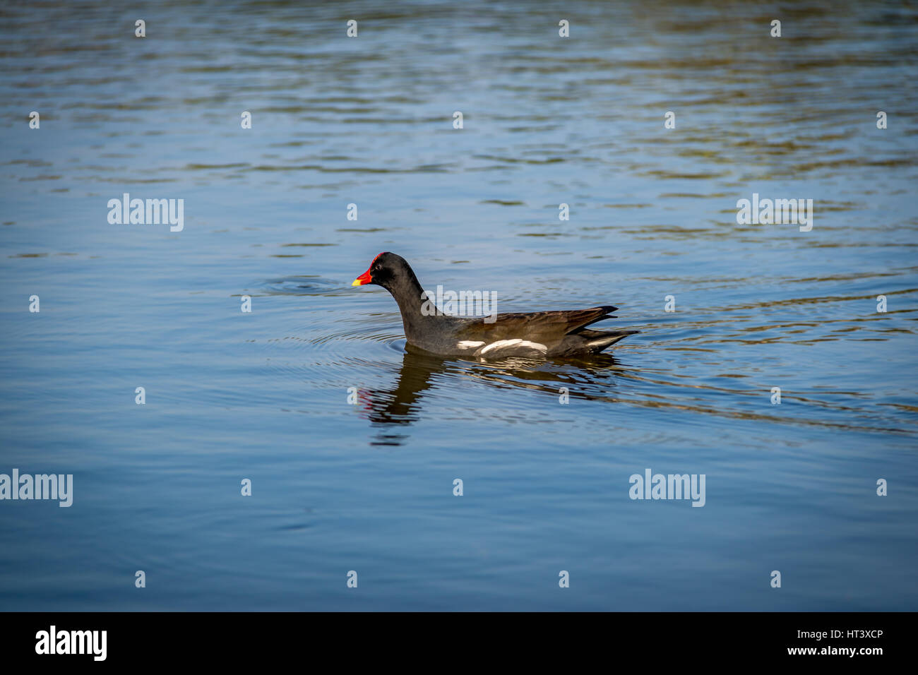 Moorhen o marsh hen (Gallinula chloropus) nuoto su un lago - black bird con il rosso e il becco giallo Foto Stock