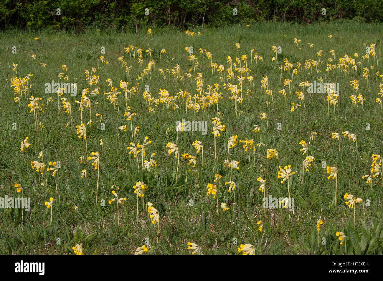 Cowslips, Primula veris, massa di fiori che crescono in campo. Presa di aprile. Worcestershire, Regno Unito. Foto Stock