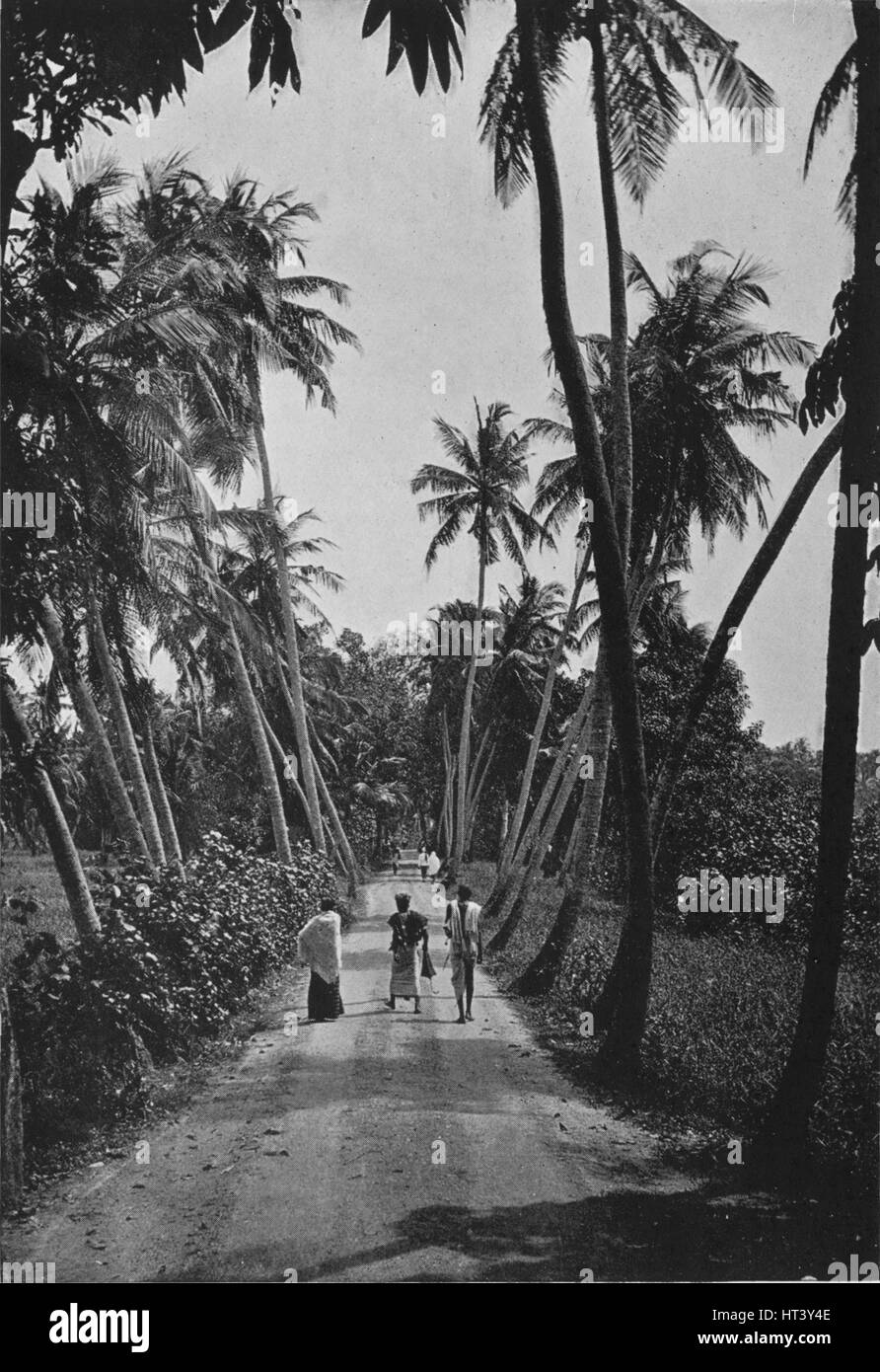 'Un percorso attraverso Risaie', c1890, (1910). Artista: Alfred William Amandus piastra. Foto Stock