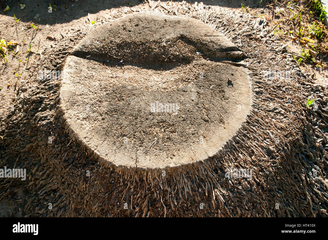 Palm Tree Texture di trunk Foto Stock