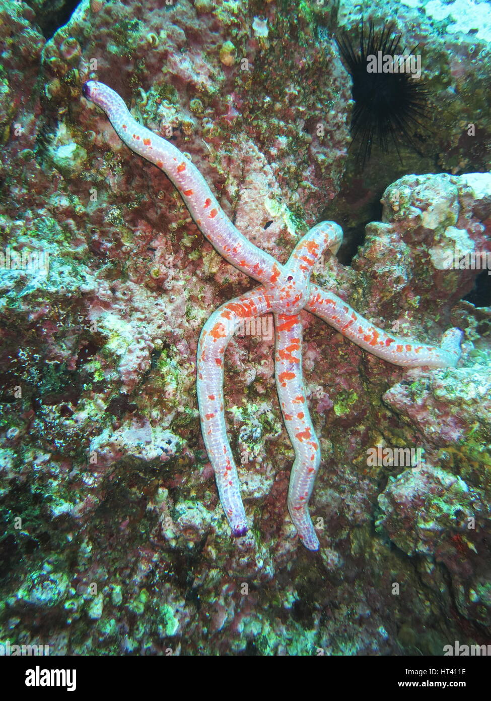 Rosso e blu mare slanciata star, Cocos Island, Costa Rica Foto Stock