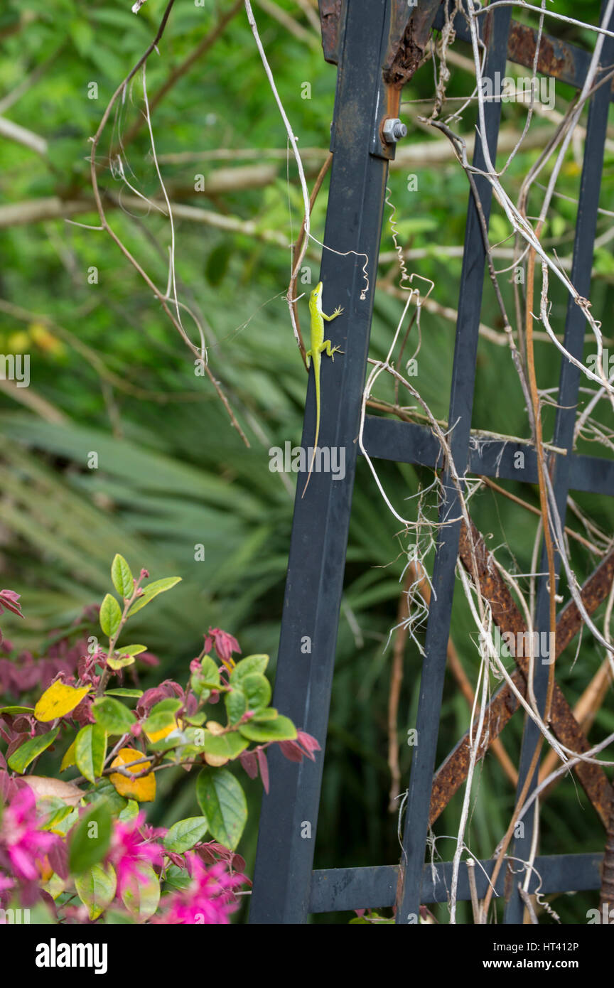 Lucertola verde sul trellis Foto Stock