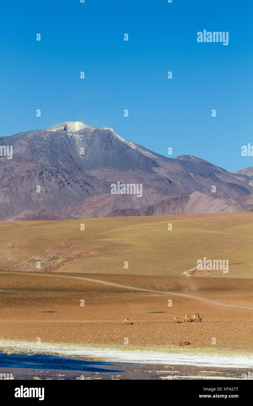 Vicuñas nel paesaggio andino, punteggiate di vulcani, lago salato in primo piano. Posizione: tra San Pedro de Atacama e El Tatio geysir campo, in Foto Stock Vicuñas nel paesaggio andino, punteggiate di vulcani, lago salato in primo piano. Posizione: tra San Pedro de Atacama e El Tatio geysir campo, in Foto Stock