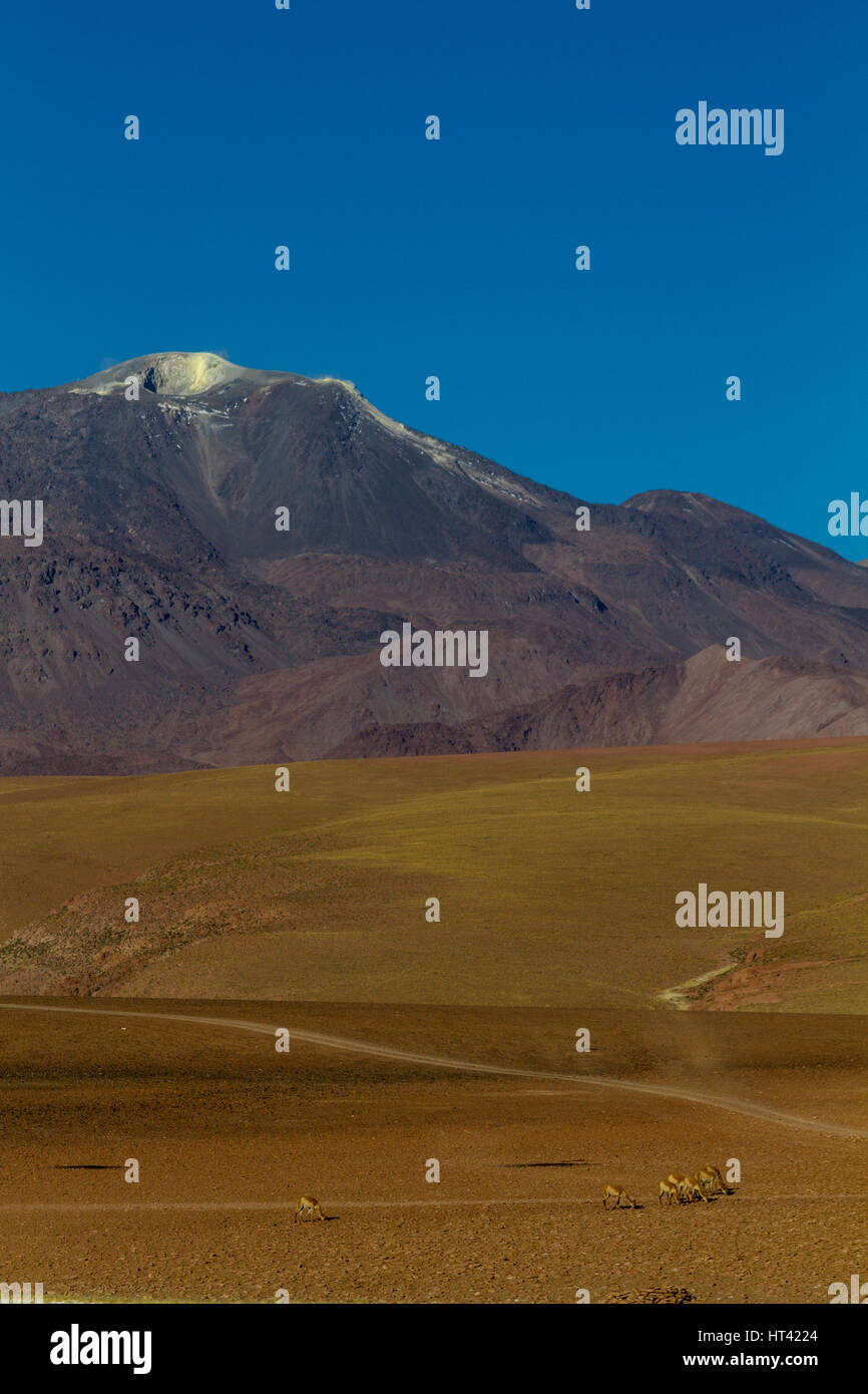 Vicuñas nel paesaggio andino, punteggiate di vulcani. Posizione: tra San Pedro de Atacama e El Tatio geysir campo, nel deserto di Atacama, nord Chil Foto Stock Vicuñas nel paesaggio andino, punteggiate di vulcani. Posizione: tra San Pedro de Atacama e El Tatio geysir campo, nel deserto di Atacama, nord Chil Foto Stock