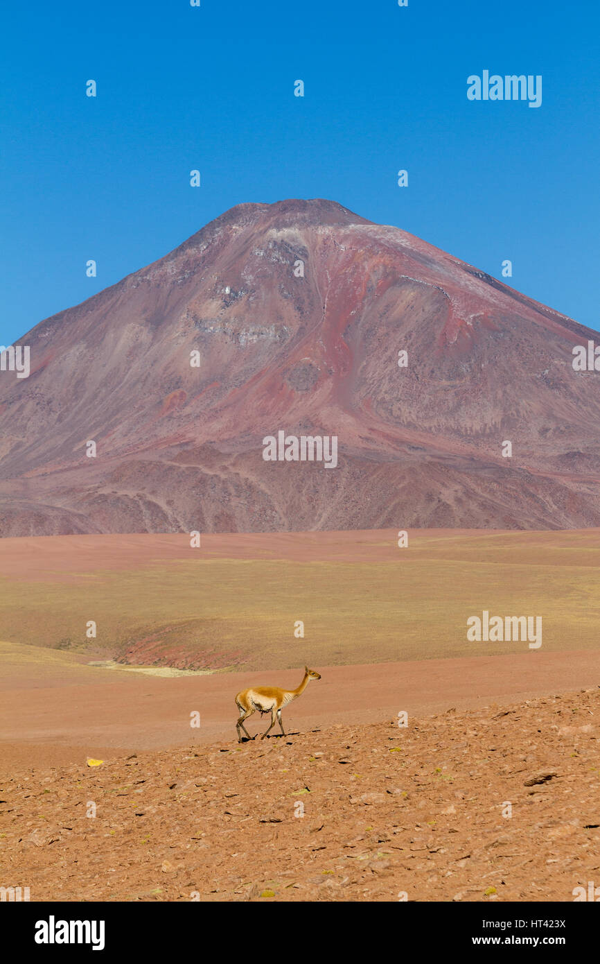 Vicuñas nel paesaggio andino, punteggiate di vulcani. Posizione: tra San Pedro de Atacama e El Tatio geysir campo, nel deserto di Atacama, nord Chil Foto Stock Vicuñas nel paesaggio andino, punteggiate di vulcani. Posizione: tra San Pedro de Atacama e El Tatio geysir campo, nel deserto di Atacama, nord Chil Foto Stock
