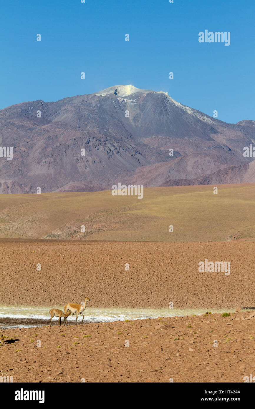 Vicuñas nel paesaggio andino, punteggiate di vulcani. Posizione: tra San Pedro de Atacama e El Tatio geysir campo, nel deserto di Atacama, nord Chil Foto Stock Vicuñas nel paesaggio andino, punteggiate di vulcani. Posizione: tra San Pedro de Atacama e El Tatio geysir campo, nel deserto di Atacama, nord Chil Foto Stock