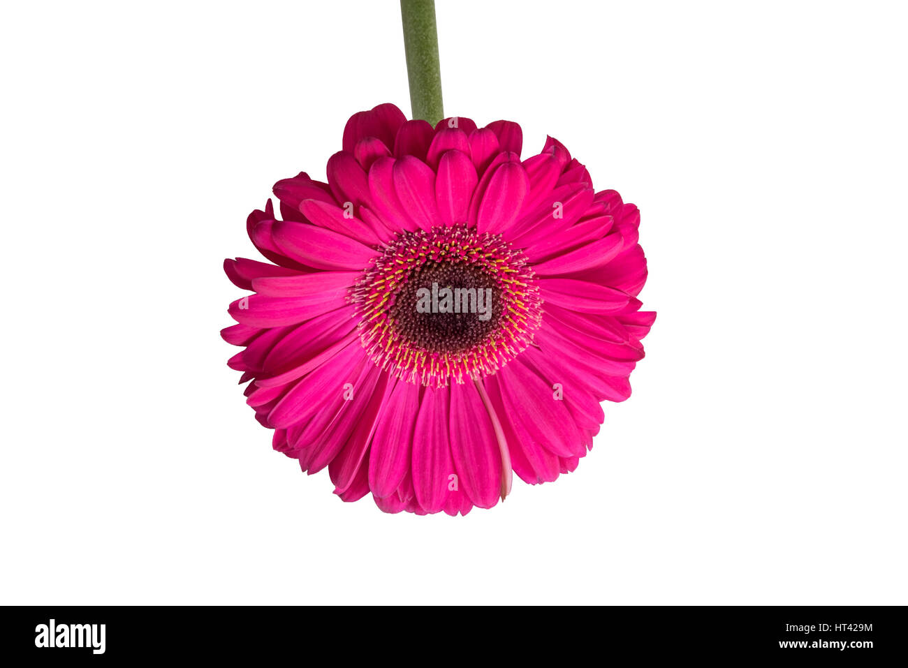 Primo piano di una pink gerbera daisy in uno sfondo bianco. l'immagine è isolato. Foto Stock