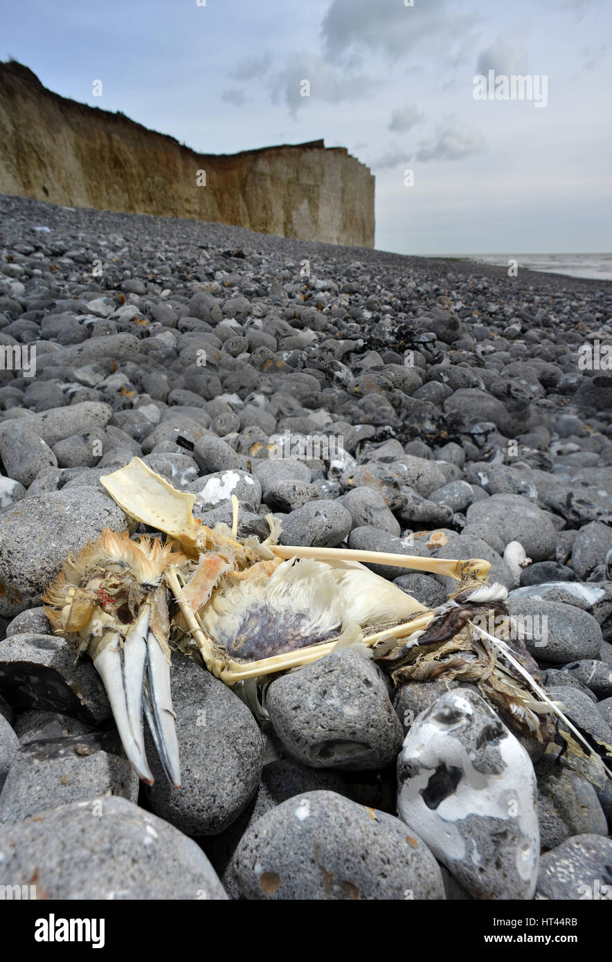 Dead gannett, uccelli di mare, lavato fino a una spiaggia di ciottoli nel Sussex, Regno Unito Foto Stock