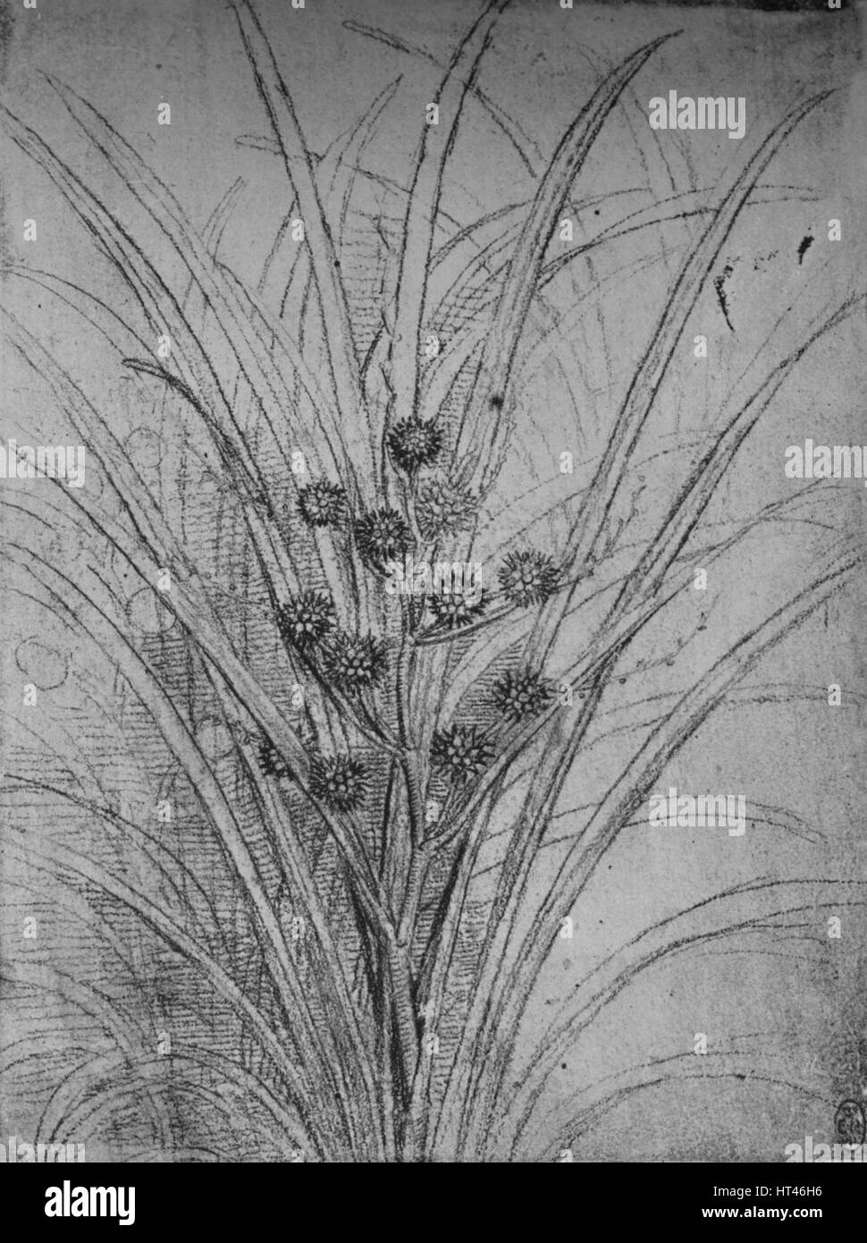 'Fioritura Giunchi', C1480 (1945). Artista: Leonardo da Vinci. Foto Stock