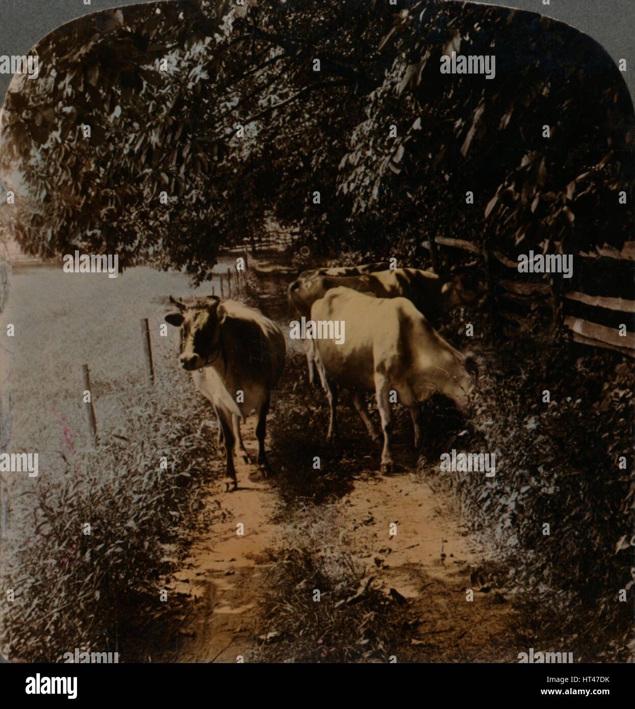 "Vacche coming home fino la corsia a mungendo-tempo', C1900. Artisti: Elmer Underwood, Bert Elias Underwood. Foto Stock