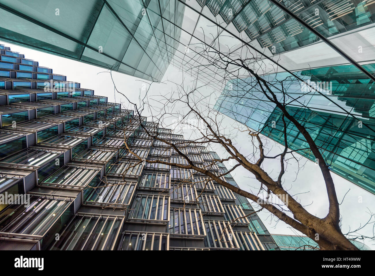Basso angolo di albero circondato da alte corporate edifici in vetro. Southwark, Londra Foto Stock