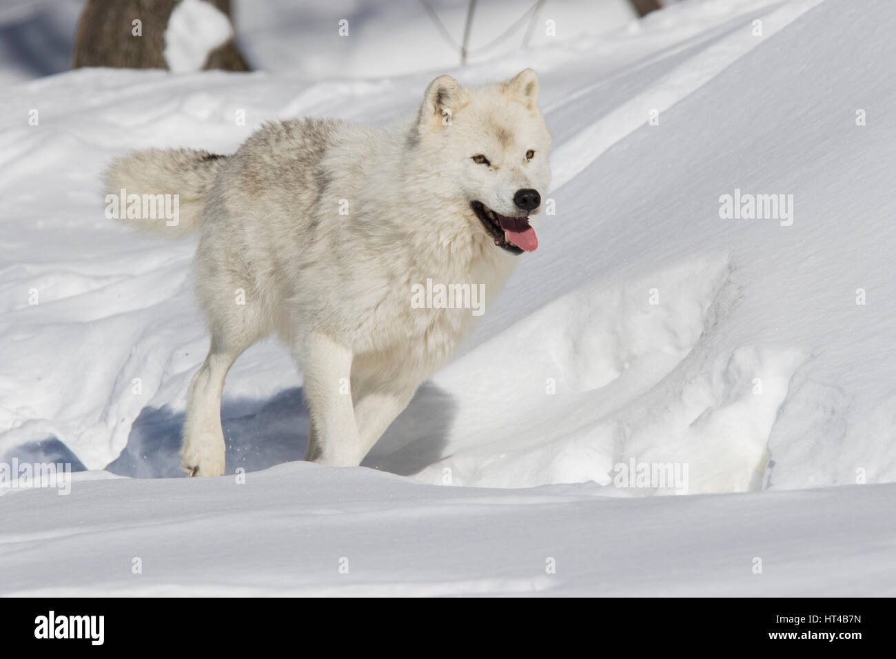 Arctic wolf in inverno Foto Stock