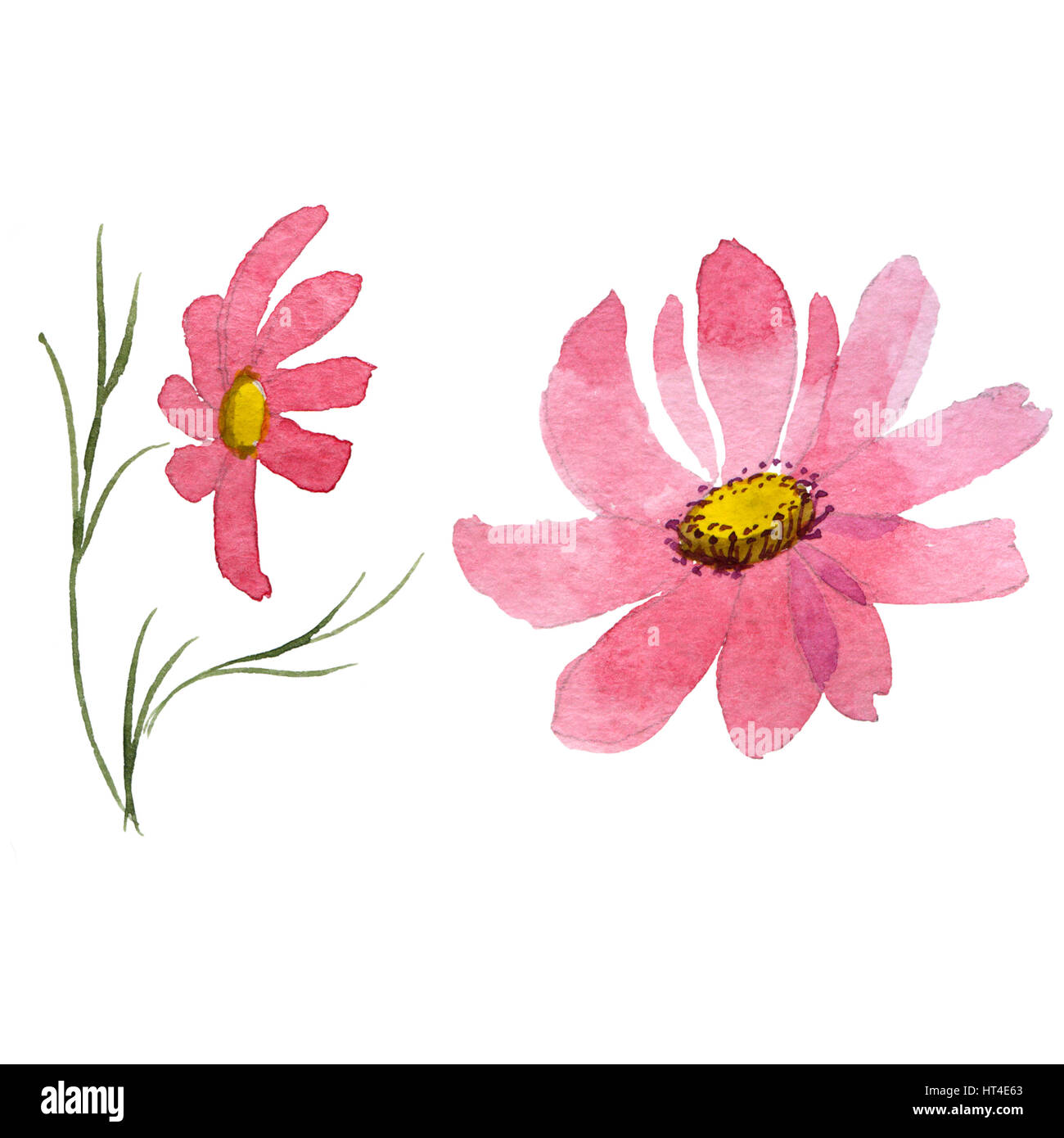 Millefiori kosmeya fiore in un stile acquerello isolato. Foto Stock