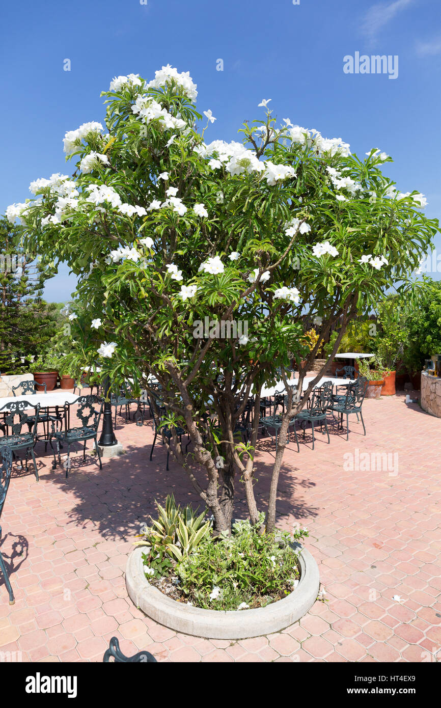 La terrazza con giardino al Faro Blanco Aruba Foto Stock