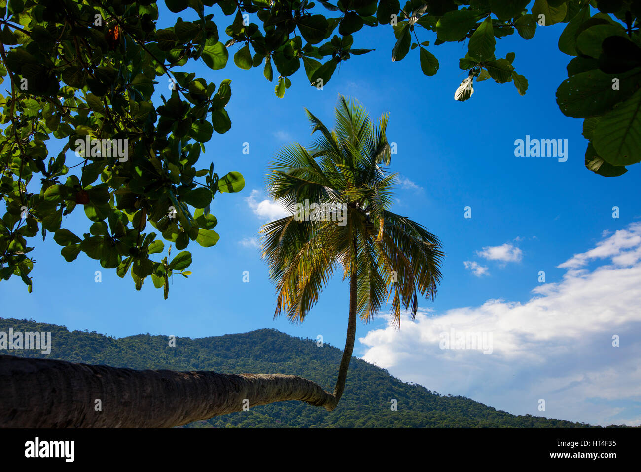 Un curioso Palm Tree sulla spiaggia Aventureiro. Ilha Grande, RJ, Brasile. Foto Stock