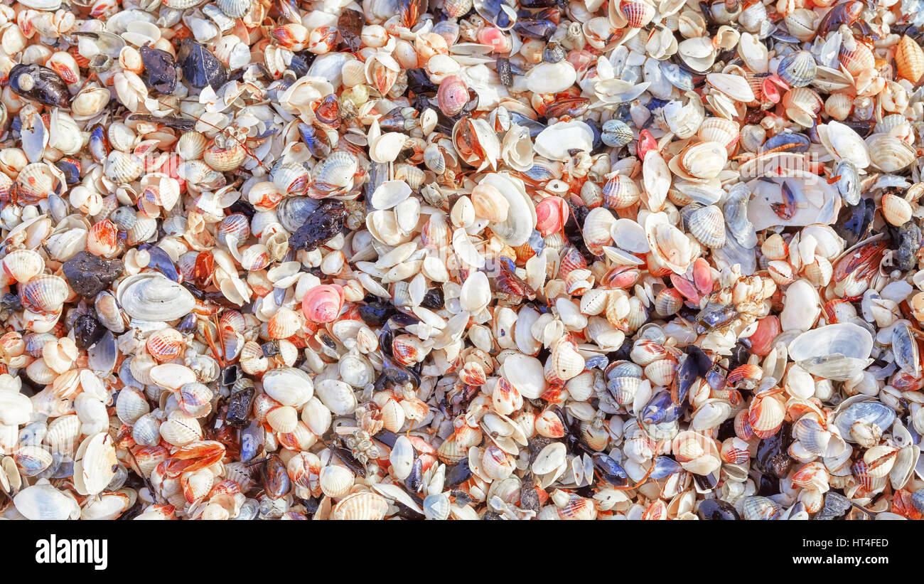 Naturale sfondo panoramico o texture fatta di molte conchiglie. Foto Stock