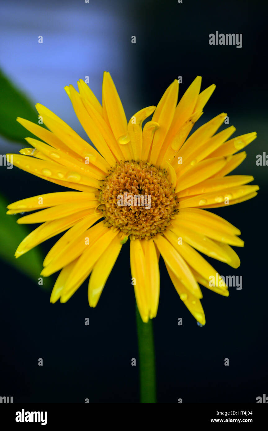 Boccola gialla Daisy Foto Stock