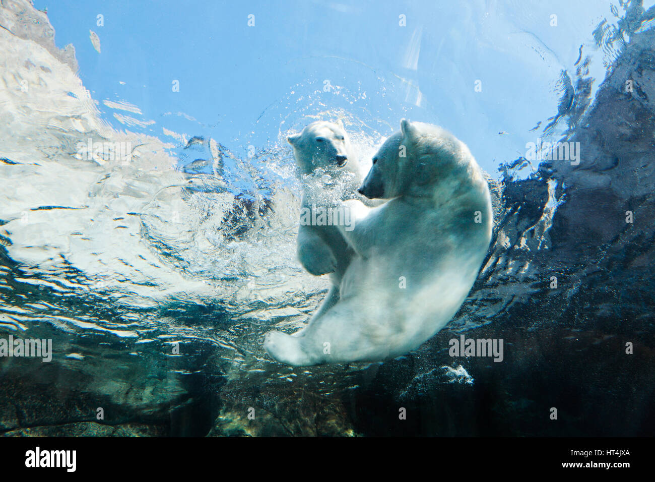 Gli orsi polari giocano nuoto subacqueo in Assiniboine Park Zoo, Winnipeg, Canada Foto Stock