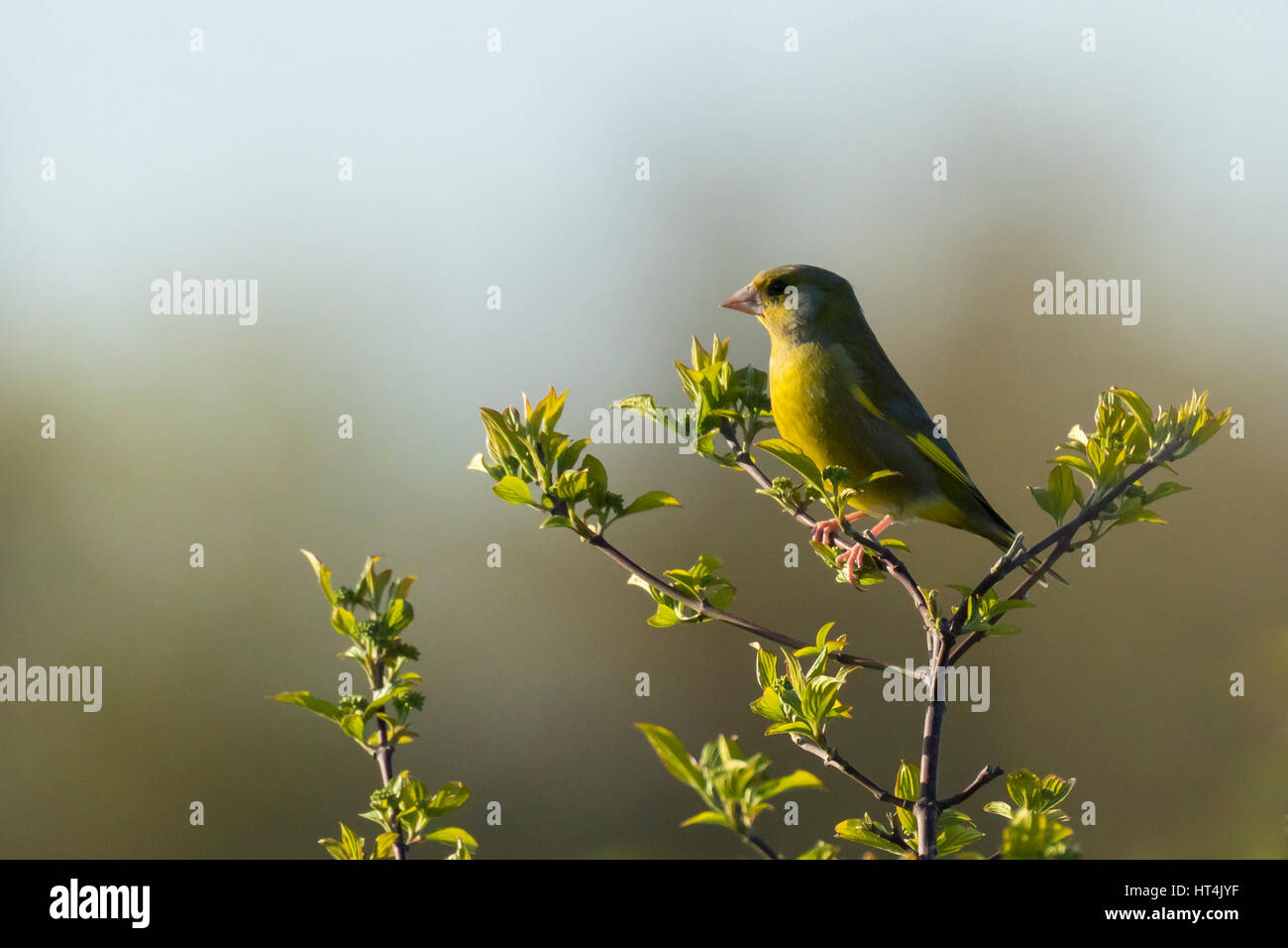 Verdone europeo (Chloris chloris) il canto degli uccelli in inizio di mattina di sole durante la stagione di accoppiamento in primavera. Foto Stock