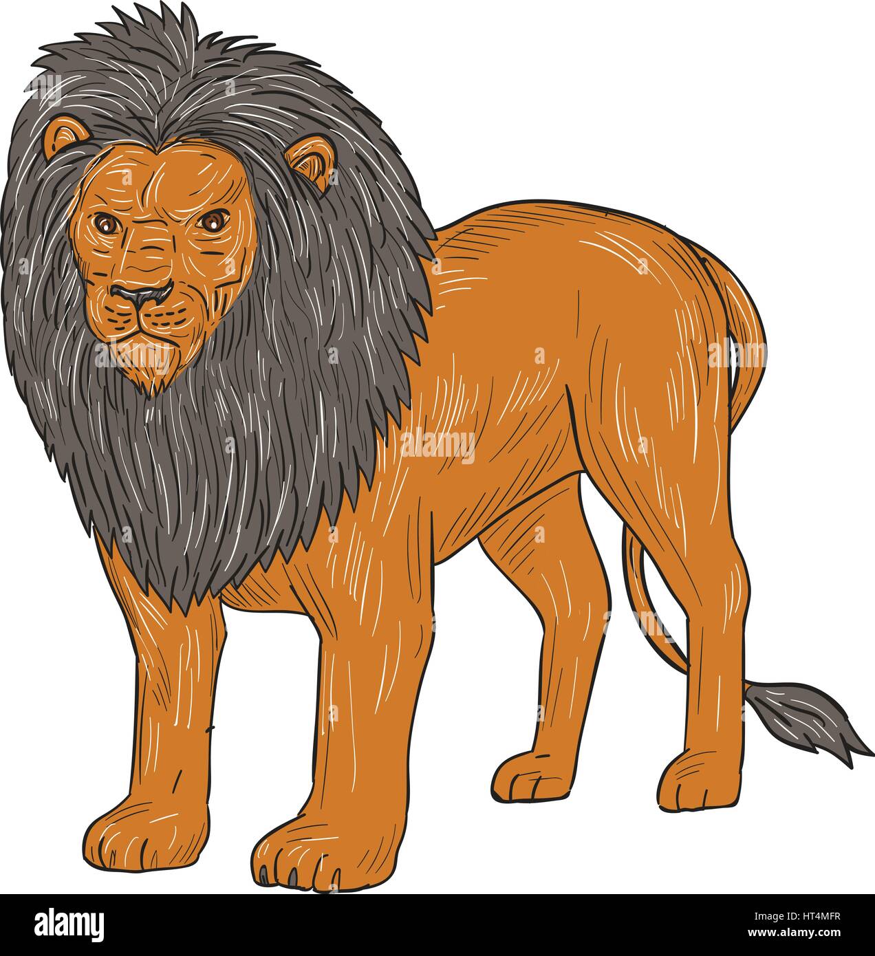 Schizzo di disegno illustrazione dello stile di un leone in piedi topografico di caccia di prede viste dalla parte anteriore isolato su sfondo bianco. Illustrazione Vettoriale