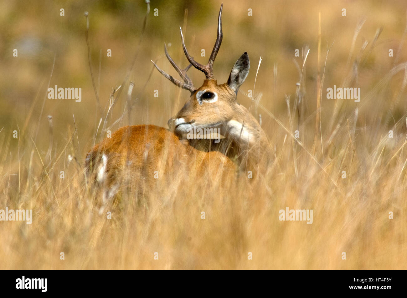 Veado Campeiro, Canastra Hills National Park, Minas Gerais station wagon, Brasile Foto Stock