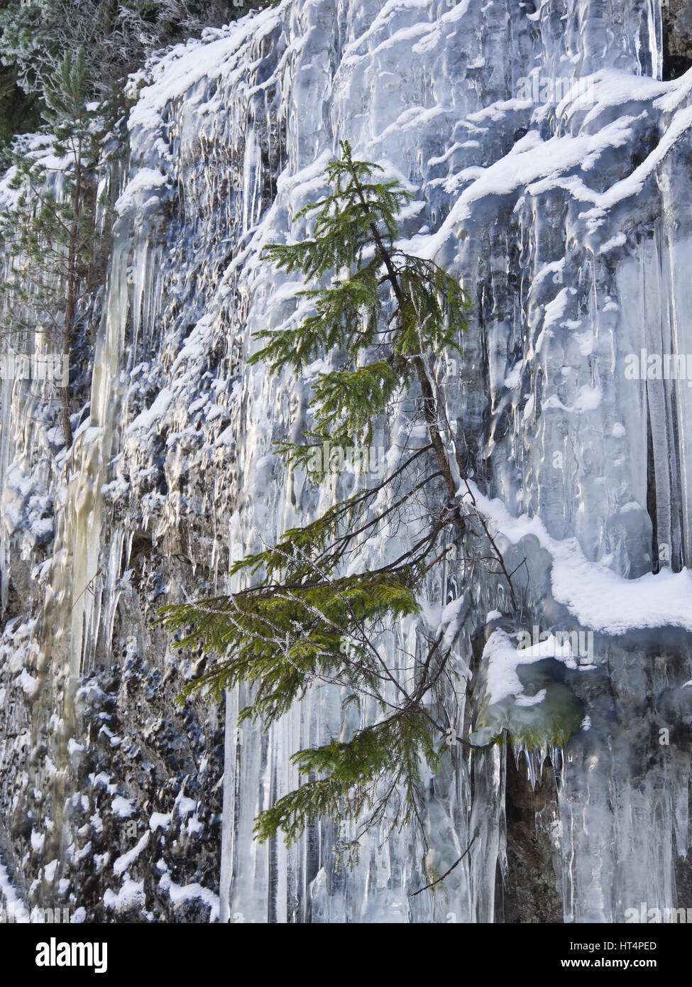 Parete di ghiaccio e ghiaccioli formando su di una scogliera nella foresta circostante Oslo Norvegia, un solitario abete norvegese vicino incapsulato dal ghiaccio, decorazioni Foto Stock