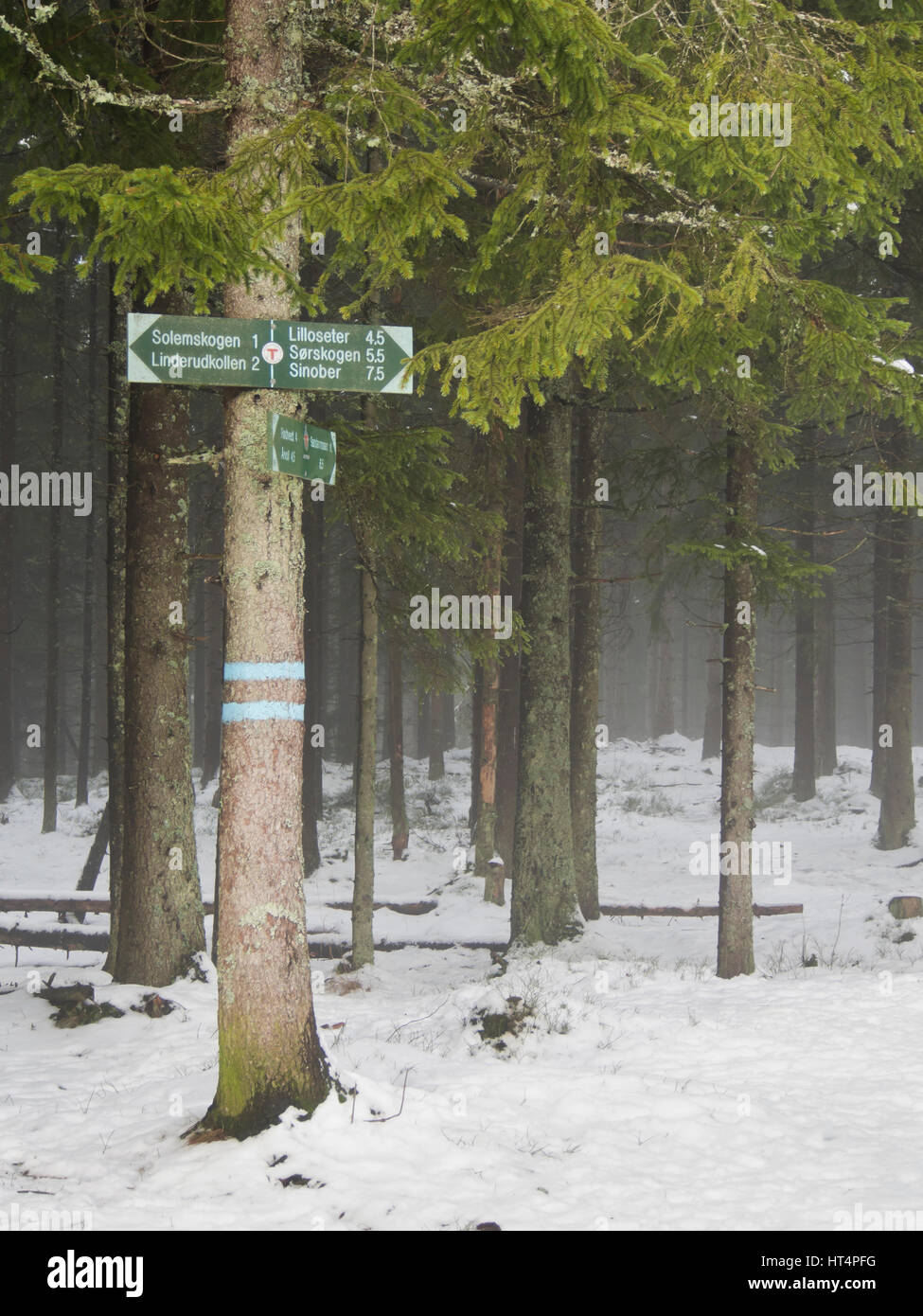 Cartello su un abete norvegese, indicazioni per escursionisti e sciatori nella foresta di Nordmarka e Lillomarka, alla periferia di Oslo Norvegia Foto Stock