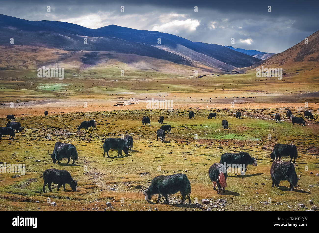 Grandi mandrie di yak al pascolo nella vasta valle in Himalaya Foto Stock