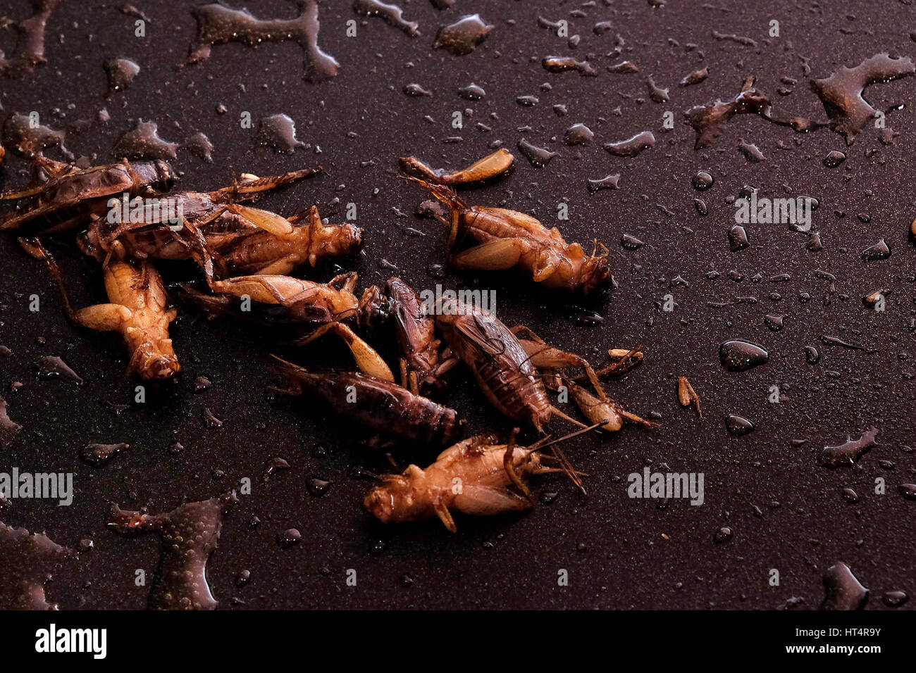 Fritti cavallette migratorie ( Locusta migratoria) preparate per il consumo umano Foto Stock