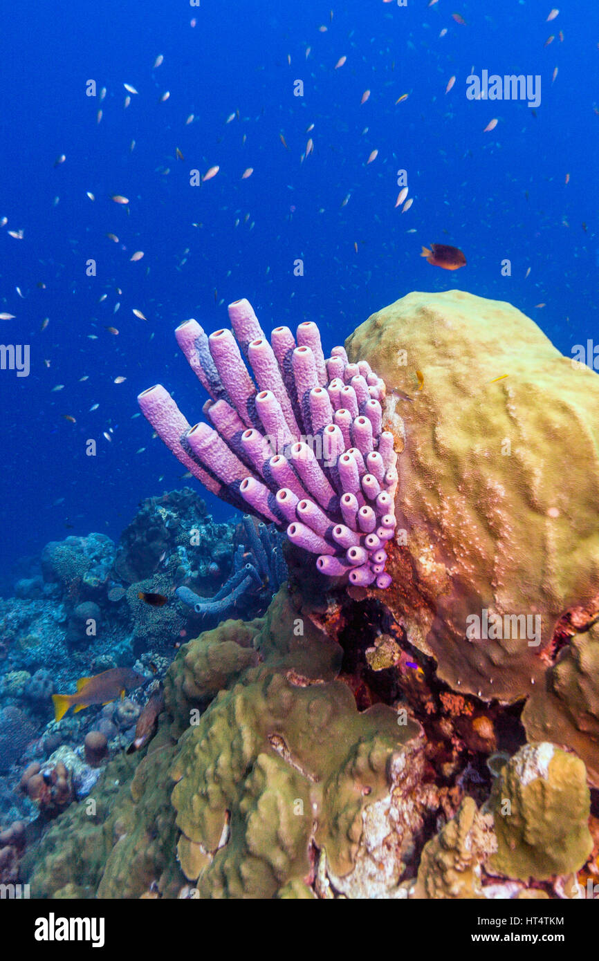 Aplysina archeri,stufa-spugna di tubo è una specie di spugna di tubo sulla barriera corallina Foto Stock