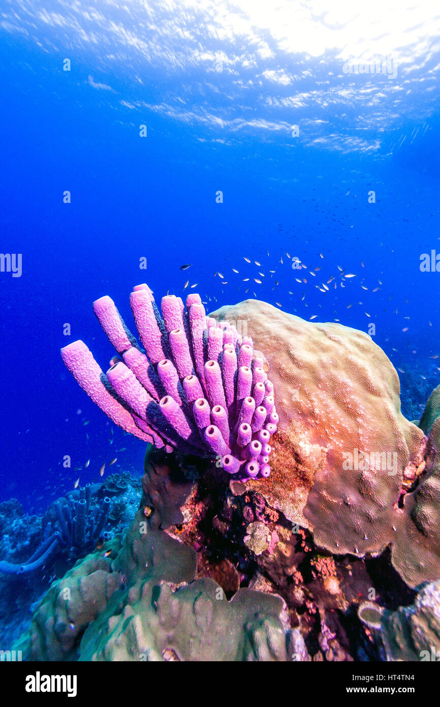 Aplysina archeri,stufa-spugna di tubo è una specie di spugna di tubo sulla barriera corallina Foto Stock