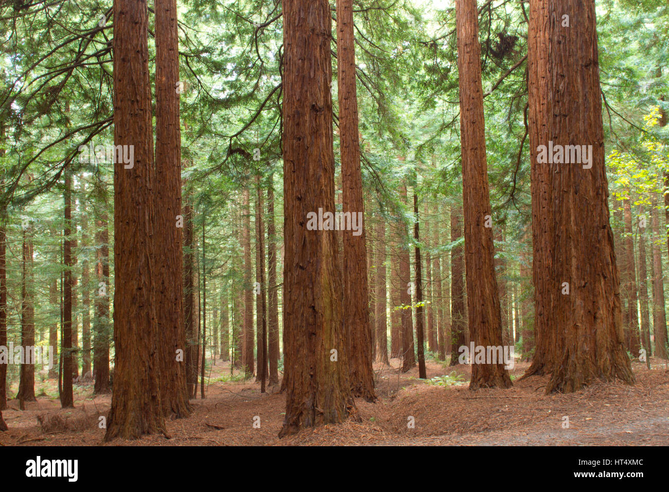 Coast Redwood (Sequoia sempervirens) grandi alberi a Redwood Grove, Leighton, POWYS, GALLES. Novembre. Foto Stock