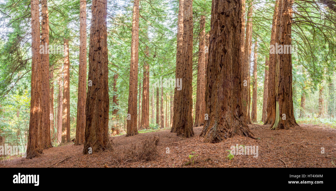 Coast Redwood (Sequoia sempervirens) grande (40m+) alberi piantati nel 1857 presso il Redwood Grove, Leighton, POWYS, GALLES. Novembre. Foto Stock