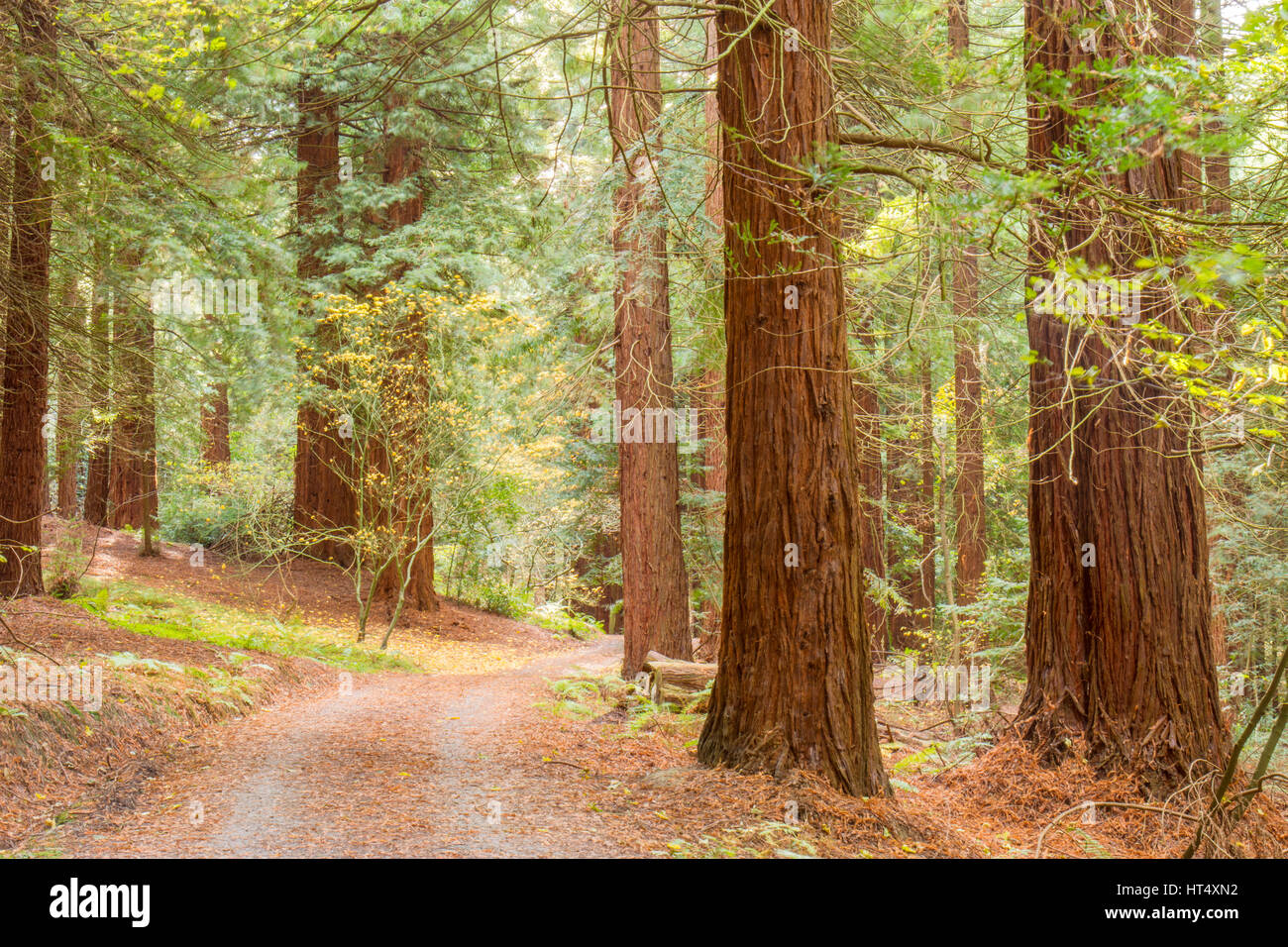 Coast Redwood (Sequoia sempervirens) grande (40m+) alberi, alcuni piantato nel 1857 presso il Redwood Grove, Leighton, POWYS, GALLES. Novembre. Foto Stock