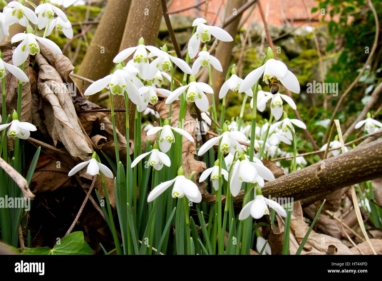 Snowdrops (Galanthus nivalis) fioritura in un bosco giardino. Powys, Galles. Febbraio. Foto Stock