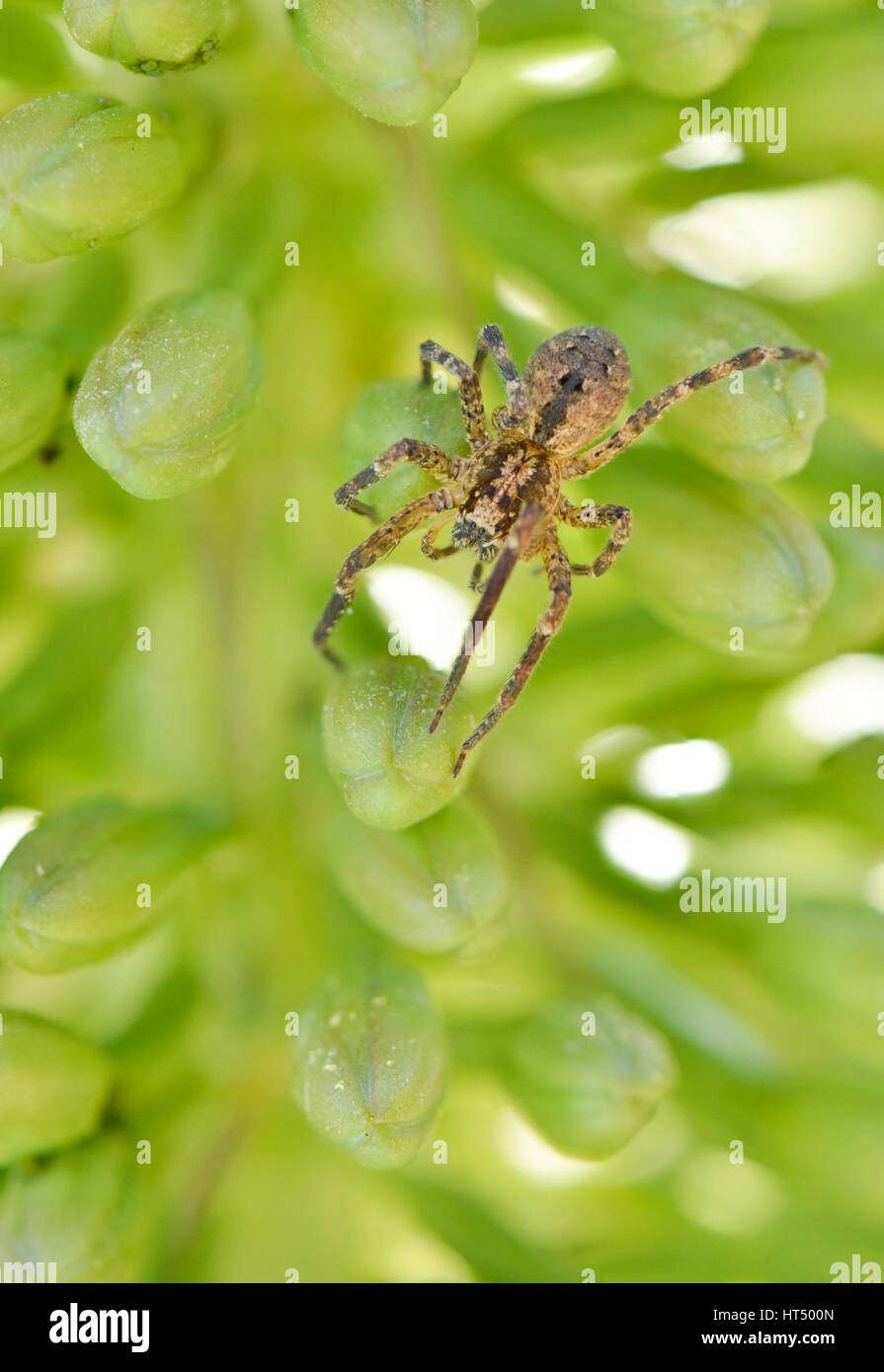 Giardino europeo spider, diadema spider, cross spider, o coronato orb weaver sulla pianta verde, Spagna. Foto Stock