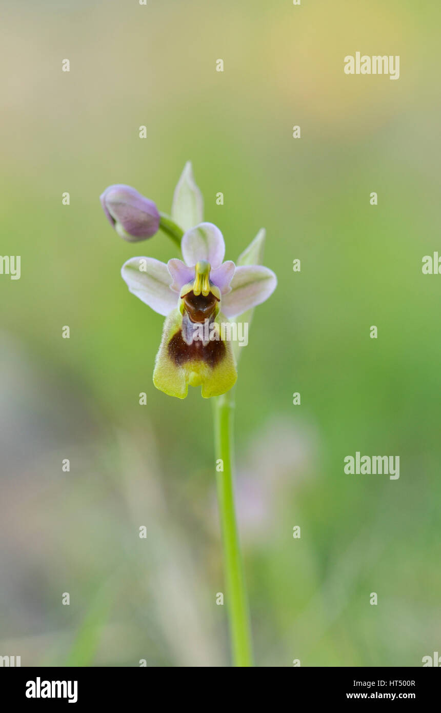 Sawfly orchid, Ophrys tenthredinifera, infiorescenza, Andalusia, Spagna meridionale. Foto Stock