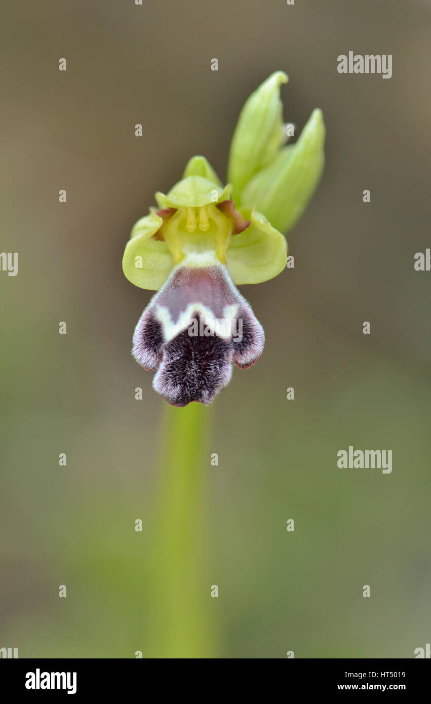 Cupo Bee-orchid, Ophrys fusca subsp. dyris, Andalusia, Spagna meridionale. Foto Stock