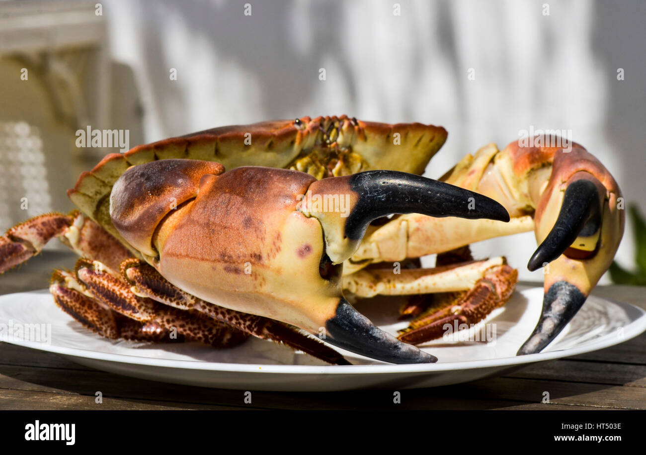 Commestibile comune o granchio marrone, vivo sulla piastra, frutti di mare, cucina, fresco. Foto Stock