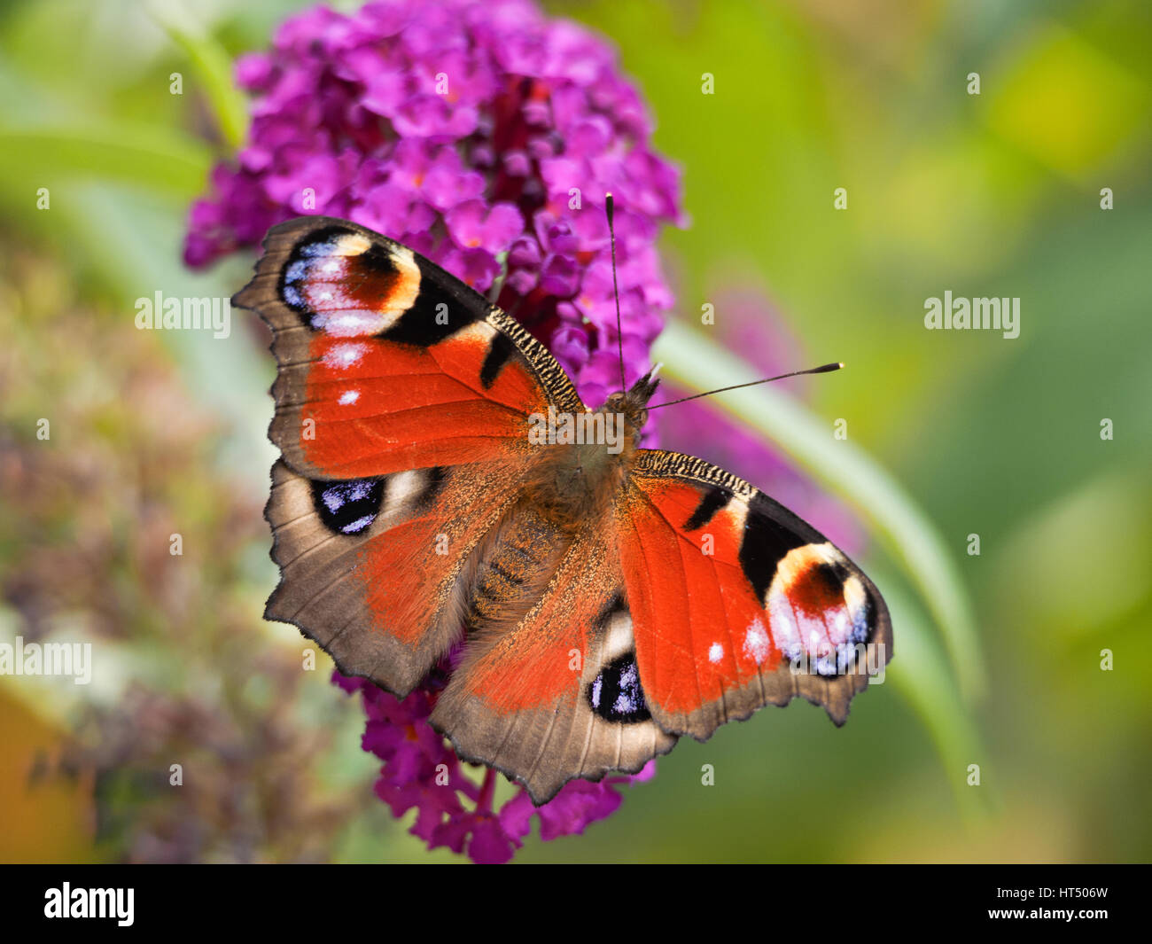 Farfalla di pavone, Inachis io, su una Buddleia, Buddleja, fiore al sole d'estate. Foto Stock