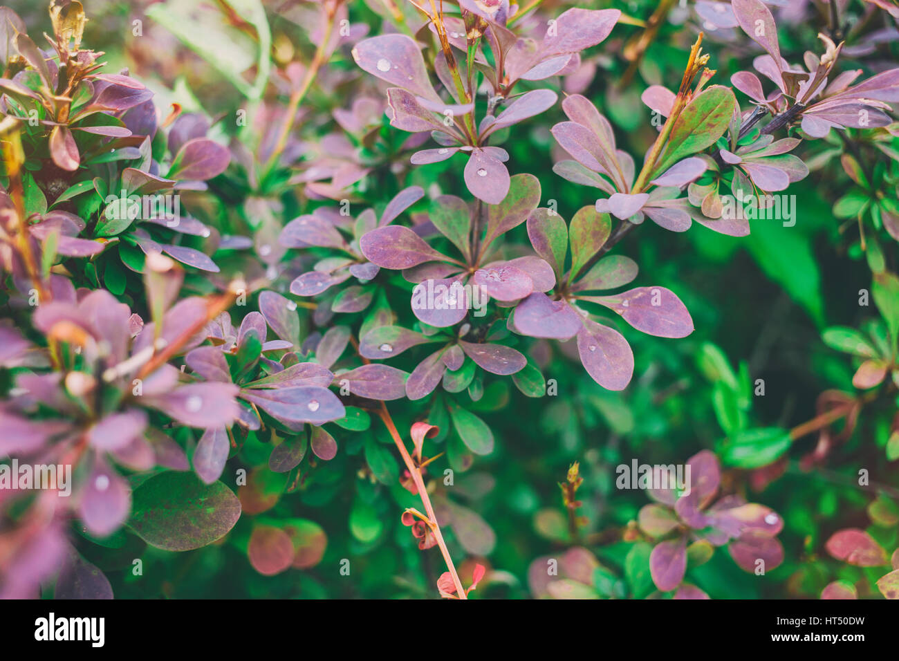 Molla dello sfondo con piante da giardino con verde e viola foglie. Alcune foglie hanno le goccioline d'acqua. Foto Stock